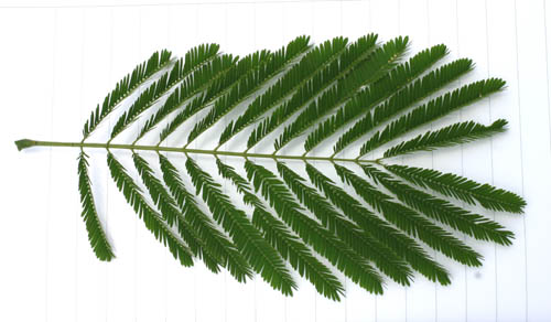 Leaf shows two petiolar glands. Distance between 2 lines in underlying page is 1,0 cm