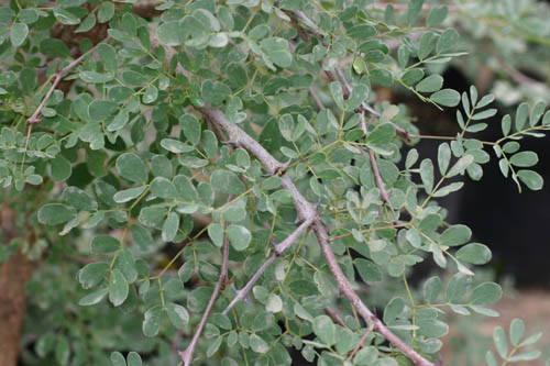 2 photos: Acacia goetzei ssp. goetzei, not a native of South Afr