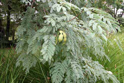 Acacia goetzei ssp. microphylla (Purple pod thorn)