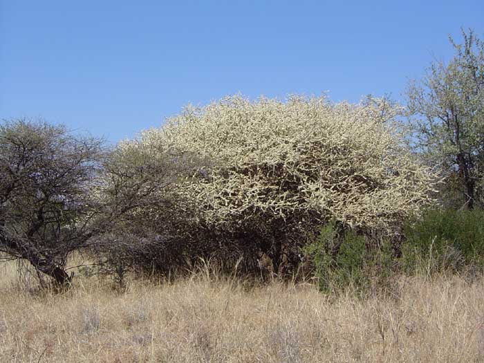 Acacia mellifera in full bloom, Pilanesberg Game Park, South Aftrica, end of Aug. 2004,  Copyright of photo: Johan Kriel 