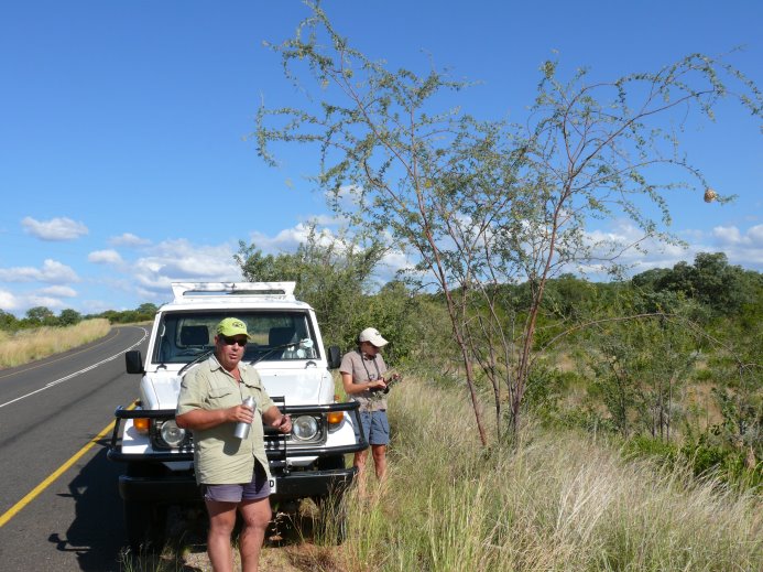 Johan Hurter and Karin van der Walt in Sekhukhuneland in front of Acacia robbertsei, 30.1.07, where the type specimen had been collected. GPS-data: Elevation1010 m, S 24.78132, E 030.27116