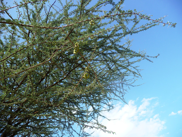 Vachellia tortilis ssp. spirocarpa, with the “Hamer” near Turmi, 21.10.11