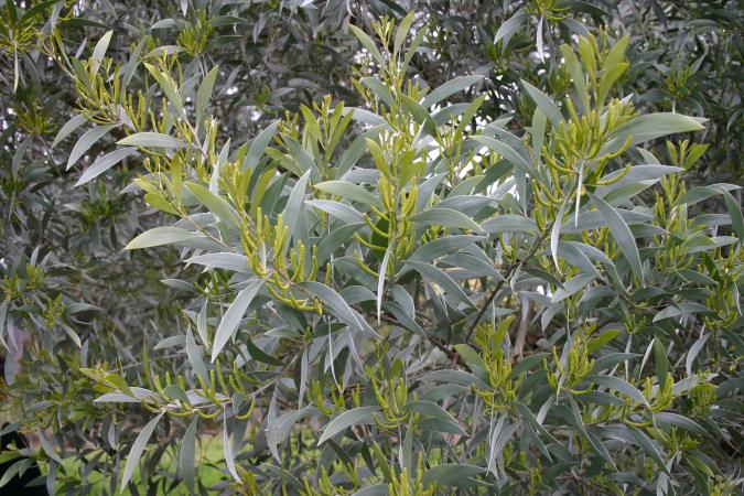 Acacia binervia ( ex A. glaucescens) Maranoa Gardens, Melbourne, 28.8.06