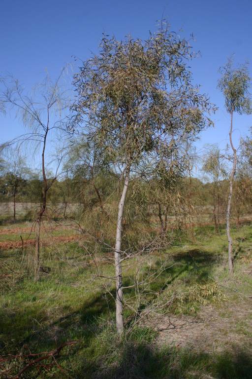 Baumforum 	 	 	Acacia salicina 					 		 	 	 	  Experimental plantation of Ben Boxshell, Victoria, 30.8.06