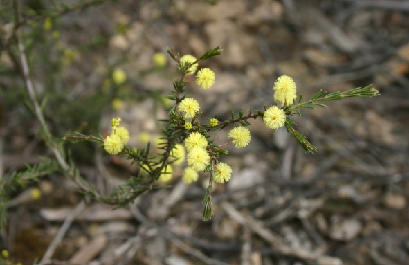 Acacia aspera, subs. parviceps, Brisbane Ranges, Victoria, 3.9.06