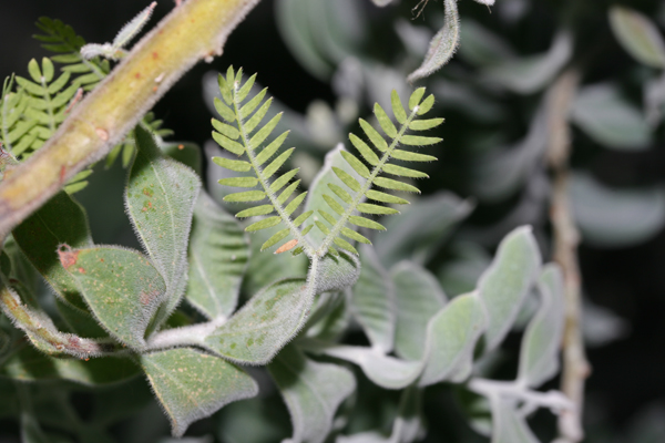 Bipinnate leaves on Phyllode