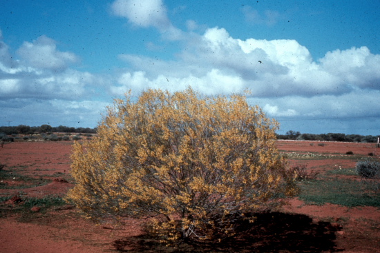 Variation angustifolia