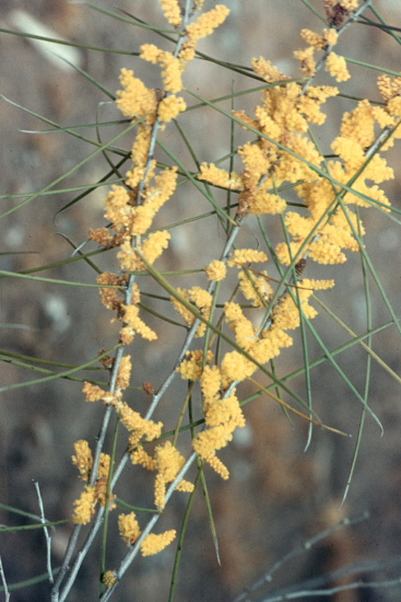 from the picture CD of the Acacia Study Group of the Australian Plant Society 	