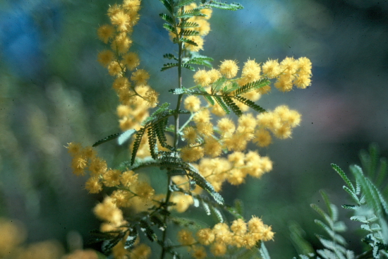 From the picture CD of the Acacia Study Group of the Australian Plant Society