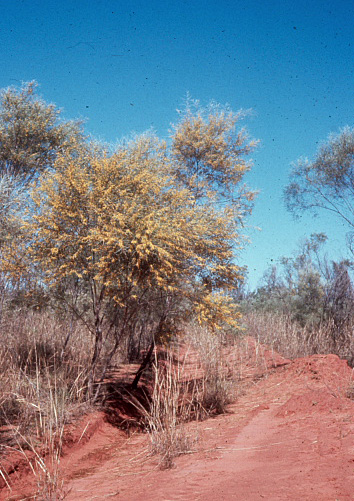 from the picture CD of the Acacia Study Group of the Australian Plant Society