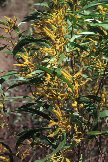   Photo from the picture CD of the Acacia Study Group of the Australian Plant Society