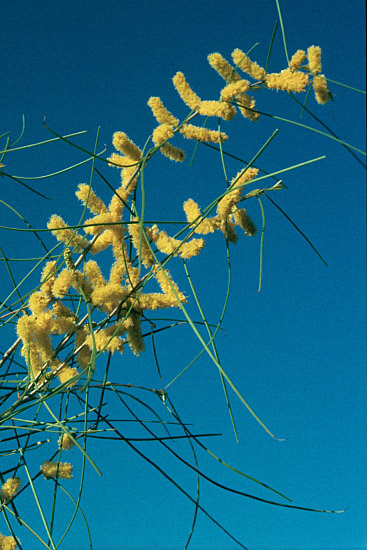 Photos from the picture CD of the Acacia Study Group of the Australian Plant Society
