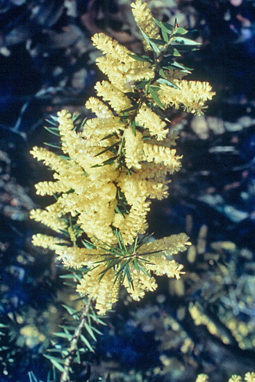 Photo above from the picture CD of the Acacia Study Group of the Australian Plant Society