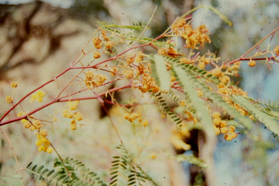   Photo from the picture CD of the Acacia Study Group of the Australian Plant Society