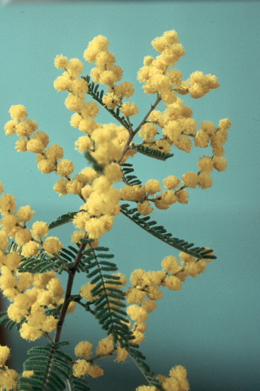 Three photos from the picture CD of the Acacia Study Group of the Australian Plant Society 	