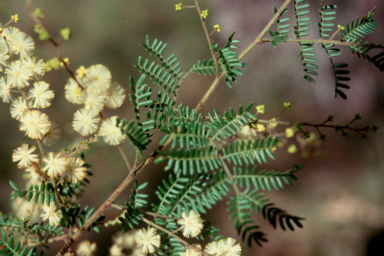 From the picture CD of the Acacia Study Group of the Australian Plant Society