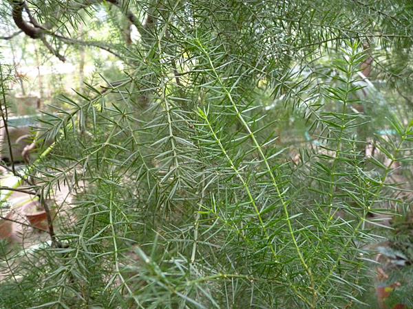 Synonym: Acacia juniperina