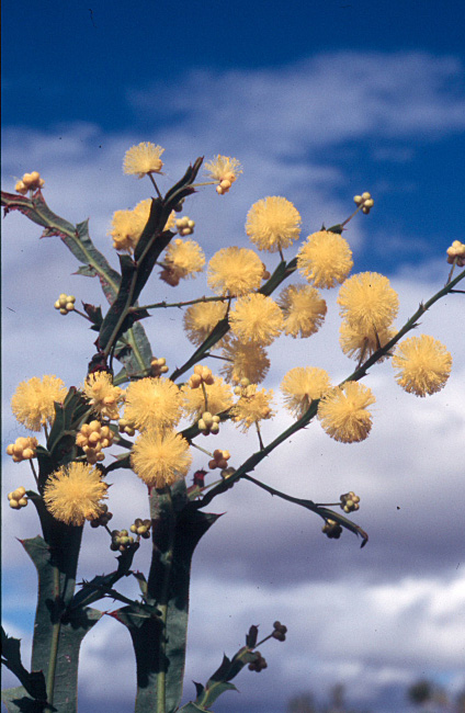 Photo from the picture CD of the Acacia Study Group of the Australian Plant Society