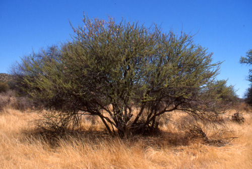  First 3 photos: Acacia hebeclada ssp. hebeclada near Toko Lodge, Namibia, January 2002l 	