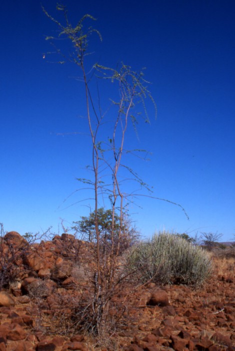 Palwag, Namibia, January 2002