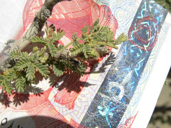 Very small, hairy leaves of Acacia ehrenbergiana against a 5 Rial bank note Copyright for both pictures: K.Grips, Bonn