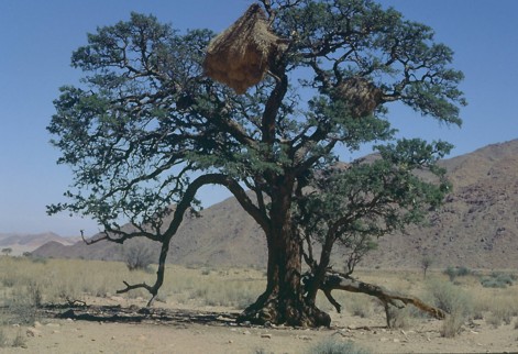 Majestic Acacia erioloba tree in Southern Namibia