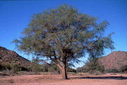Faidherbia albida (formerly Acacia albida) Huab River,Namibia February 2002