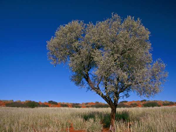Acacia haematoxylon in the Kalahari. Copyright: Kirk West, South Africa, see:  http://www.kirkwestphotography.co.za/2010/acacia-haematoxylon-grey-camelthorn 	