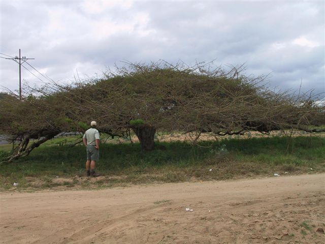 A very flat A. sieberiana near Nelspruit, SA with J.Hurter, 27.8.2004