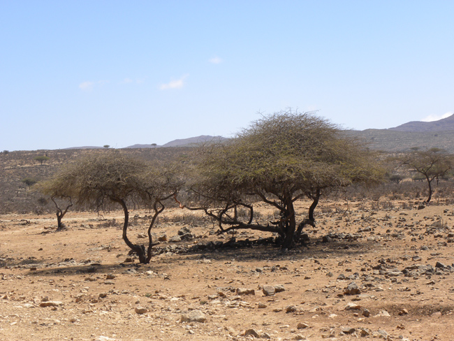 Acacias in the Southern part of Oman. The area is known as “The region of desert-roses” This tree is probably Acacia nilotica ssp. kraussiana