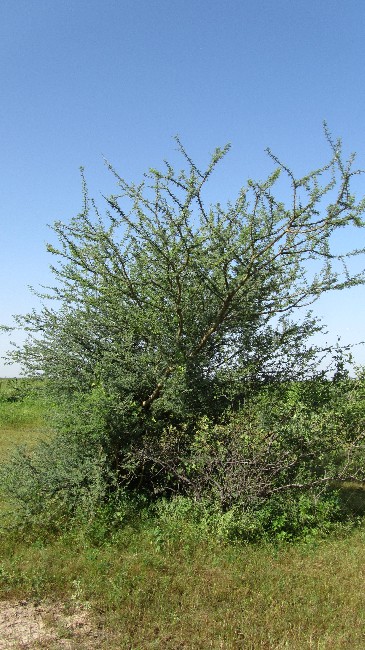 This picture was taken south of the S. senegal-plantation of the Rubber Research Institute of Nigeria, Gum-Arabic Sub-Station Gashua, December 7th, 2011; It shows Acacia laeta as grown naturally. 