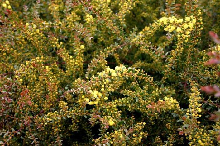 Acacia acinacea Ruby Tips[br]Royal Botanical Gardens Cranbourne, Victoria, 26.8.06