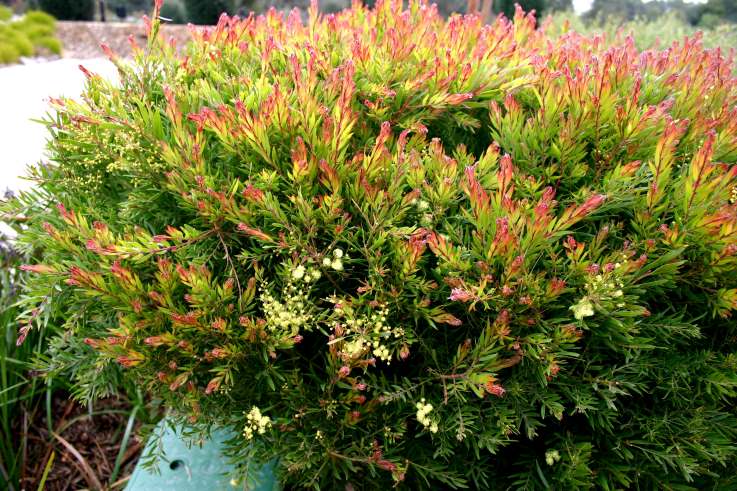 Acacia fimbriata `Ruby Tips`, Royal Botanical Garden, Cranbourne, Victoria, 26.8.06