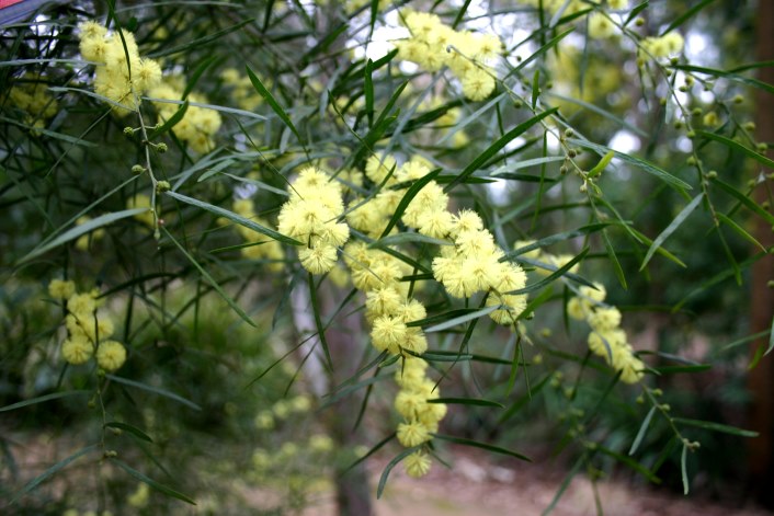 Acacia leprosa with nominate form (yellow) and red variant. Both in Maranoa Gardens, Victoria, 27.8.06 	