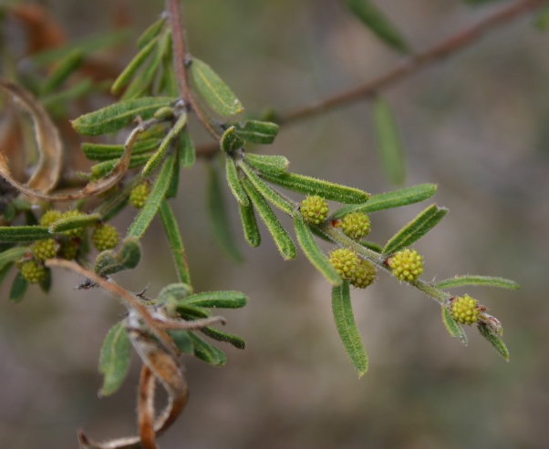 Acacia aspera, subsp. aspera, Castlemaine, Victoria, 29.8.06