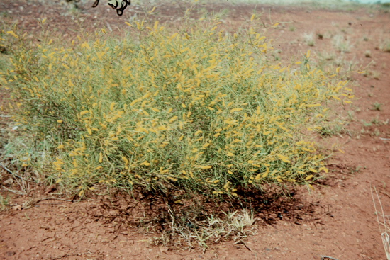 Photos from the picture CD of the Acacia Study Group of the Australian Plant Society 	