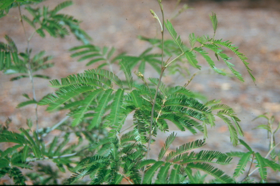 Photo from the picture CD of the Acacia Study Group of the Australian Plant Society 	