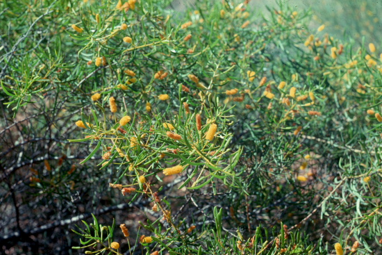 from the picture CD of the Acacia Study Group of the Australian Plant Society
