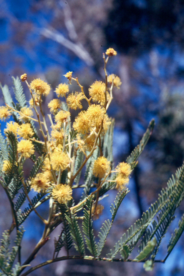 The third  Photo is from the picture CD of the Acacia Study Group of the Australian Plant Society