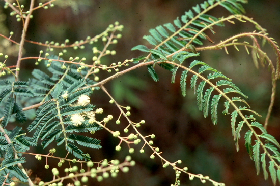 Photo from the picture CD of the Acacia Study Group of the Australian Plant Society