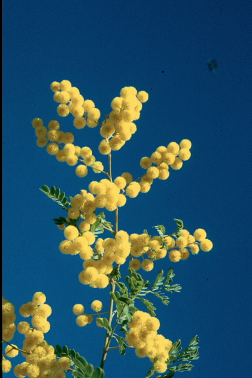  	  3 photos from the picture CD of the Acacia Study Group of the Australian Plant Society
