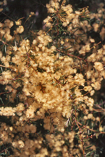 From the picture CD of the Acacia Study Group of the Australian Plant Society 	