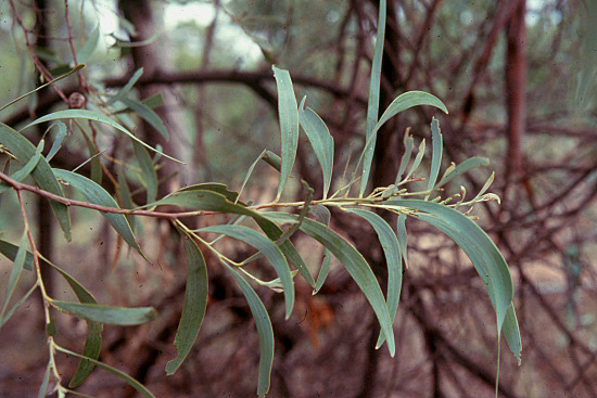 Photos from the picture CD of the Acacia Study Group of the Australian Plant Society