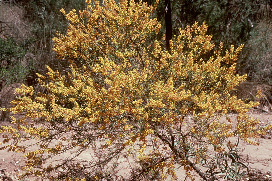 From the picture CD of the Acacia Study Group of the Australian Plant Society 	