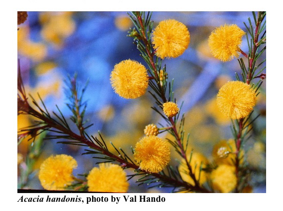Photo from the Acacia study Group Newsletter 99, Dec. 2007[br] Acacia handonis is found only on one sandstone ridge in the Barakula Forestry on the Western Darling Downs.