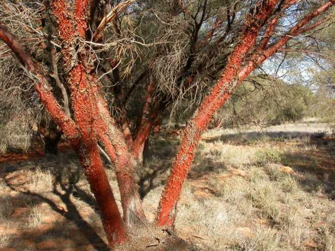 Copyright for the photos of Acacia cyperophylla at Oodnadatta-Dalhousie Road with Neville Walsh from the herbarium of the Royal Botanical Garden, Melbourne