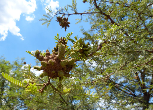 Vachellia karroo