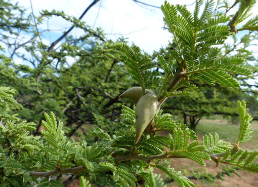 V.luederitzii var. retinens