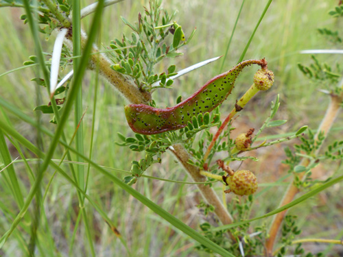 Vachellia permixta