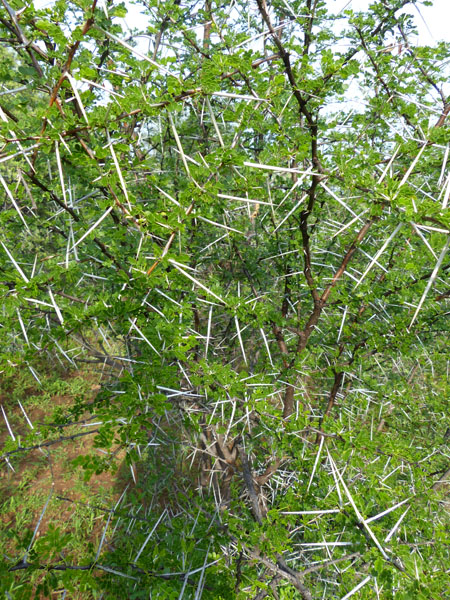 Vachellia nebrownii